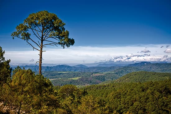 Bosque la Sierra